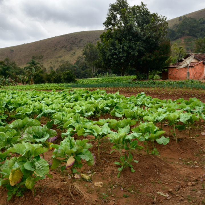 Regularização Imóvel Rural Imóvel rural irregular pode comprometer milhões: como regularizar grandes propriedades e proteger seu patrimônio.